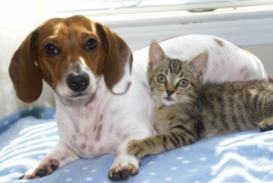 Dog & Cat on bed