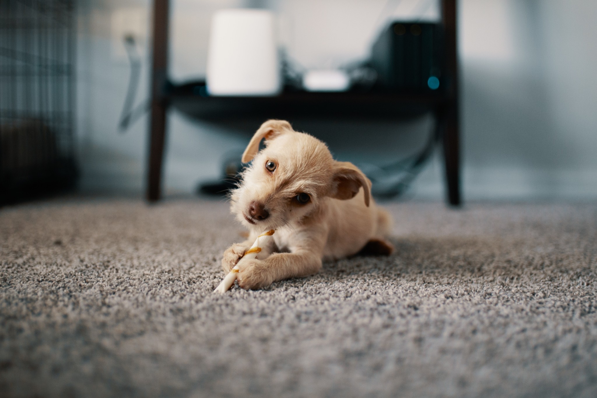 dog is suspicious of carpet cleaning myths