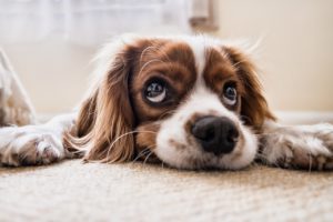 Dog resting his head on the carpet.