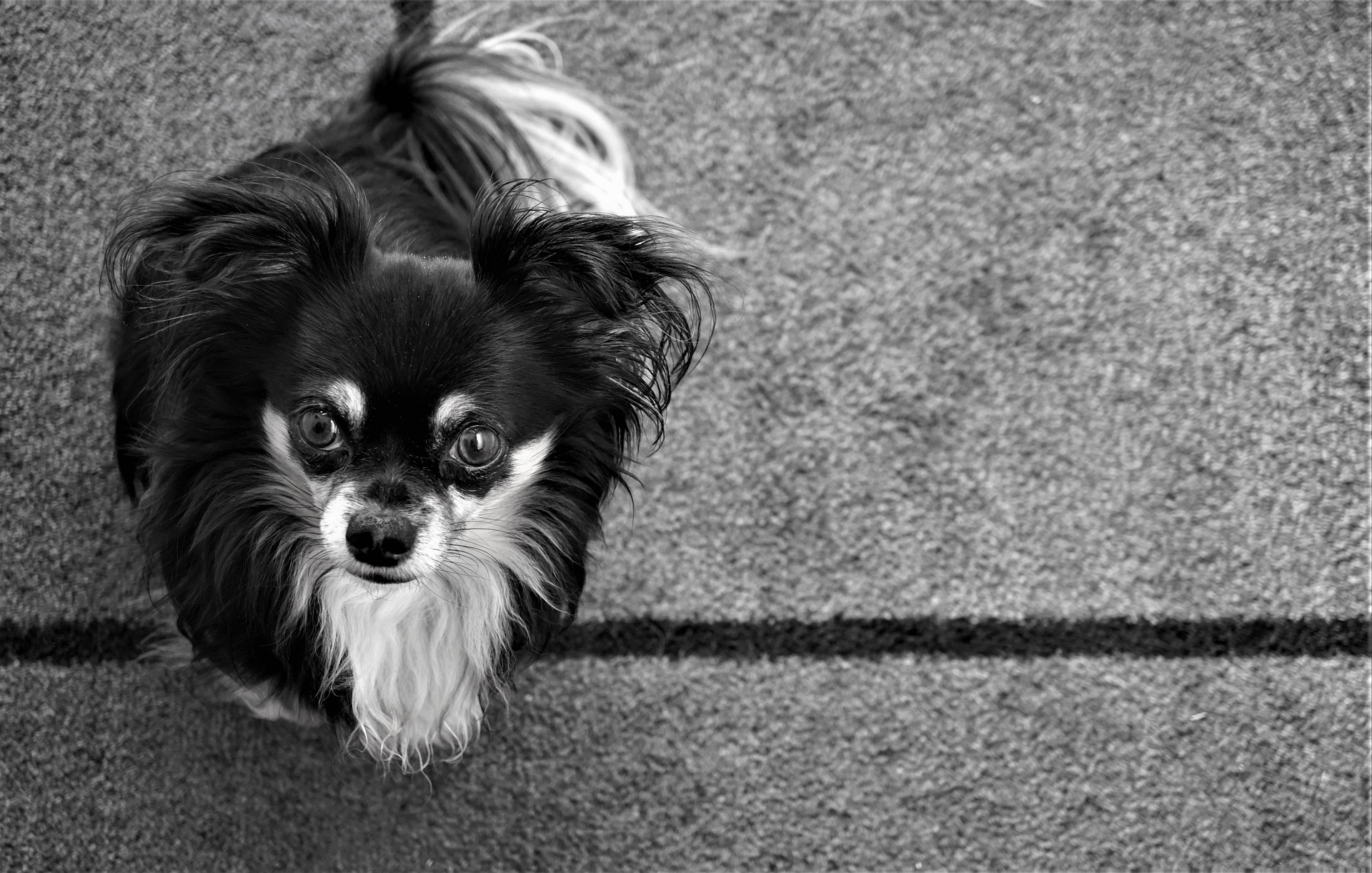 chihuahua sitting on gray carpet looks sorry for causing damage